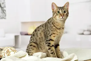 Egyptian: 80201788 Cat - Egyptian Mau Jean-Michel Labat All