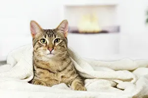 Egyptian: 80201789 Cat - Egyptian Mau Jean-Michel Labat All