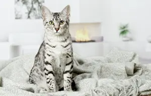 Egyptian: 80201790 Cat - Egyptian Mau Jean-Michel Labat All