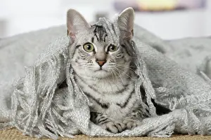 Egyptian: 80201791 Cat - Egyptian Mau Jean-Michel Labat All