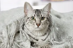 Egyptian: 80201792 Cat - Egyptian Mau Jean-Michel Labat All
