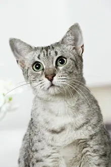 Egyptian: 80201793 Cat - Egyptian Mau Jean-Michel Labat All
