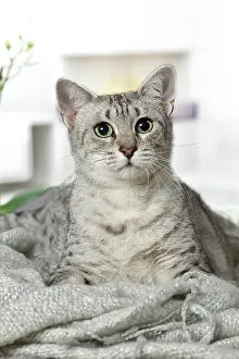 Egyptian: 80201794 Cat - Egyptian Mau Jean-Michel Labat All