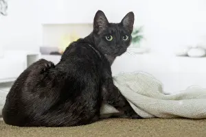 Egyptian: 80201795 Cat - Egyptian Mau Jean-Michel Labat All