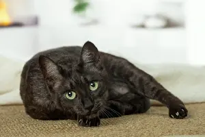 Egyptian: 80201796 Cat - Egyptian Mau Jean-Michel Labat All