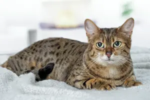 Egyptian: 80201797 Cat - Egyptian Mau Jean-Michel Labat All