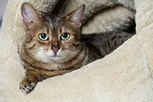 Egyptian: 80201798 Cat - Egyptian Mau Jean-Michel Labat All