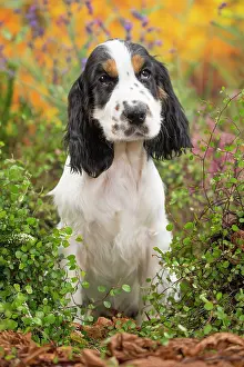 Cocker: 80201800 Dog - English Cocker Spaniel puppy Jean-Michel