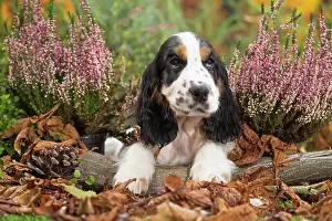 Cocker: 80201801 Dog - English Cocker Spaniel puppy Jean-Michel