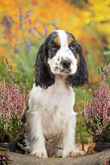 Cocker: 80201802 Dog - English Cocker Spaniel puppy Jean-Michel
