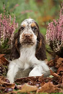 Cocker: 80201804 Dog - English Cocker Spaniel puppy Jean-Michel