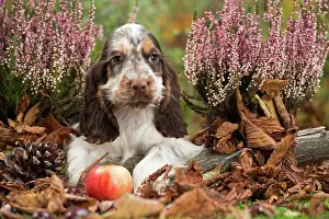 Cocker: 80201805 Dog - English Cocker Spaniel puppy Jean-Michel