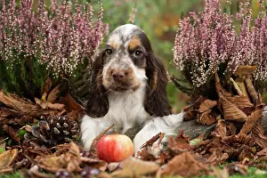 Cocker: 80201806 Dog - English Cocker Spaniel puppy Jean-Michel