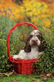 Cocker: 80201808 Dog - English Cocker Spaniel puppy Jean-Michel