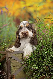 Cocker: 80201810 Dog - English Cocker Spaniel puppy Jean-Michel