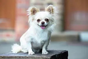 Chihuahua: 80201813 Dog - Chihuahua Jean-Michel Labat All images