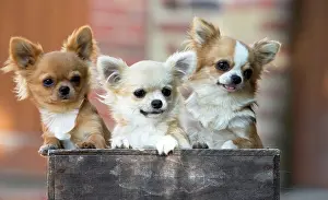 Chihuahuas: 80201814 Dog - Chihuahuas Jean-Michel Labat All