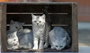 Shorthair: 80201815 Cat - British Shorthair kitten Jean-Michel