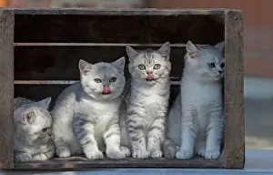 Shorthair: 80201816 Cat - British Shorthair kitten Jean-Michel