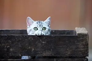 Shorthair: 80201817 Cat - British Shorthair kitten Jean-Michel