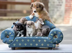 Chihuahua: 80201818 Dog - Shetland Sheepdog and Chihuahua puppies