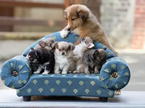 Chihuahua: 80201819 Dog - Shetland Sheepdog and Chihuahua puppies