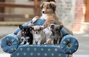 Chihuahua: 80201820 Dog - Shetland Sheepdog and Chihuahua puppies
