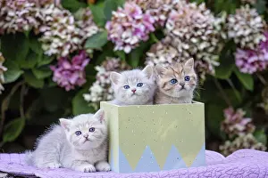Shorthair: 80201821 Cat - British Shorthair kitten Jean-Michel