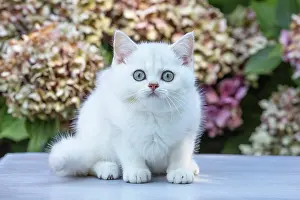 Shorthair: 80201822 Cat - British Shorthair kitten Jean-Michel