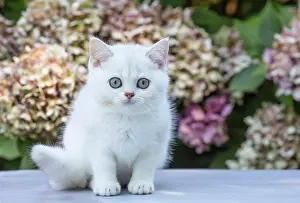 Shorthair: 80201823 Cat - British Shorthair kitten Jean-Michel