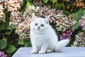 Shorthair: 80201824 Cat - British Shorthair kitten Jean-Michel