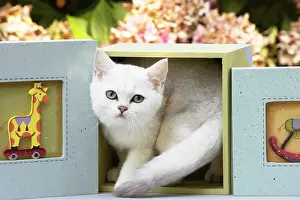 Shorthair: 80201825 Cat - British Shorthair kitten Jean-Michel