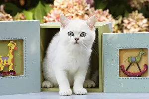 Shorthair: 80201826 Cat - British Shorthair kitten Jean-Michel