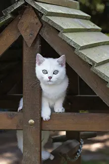 Shorthair: 80201827 Cat - British Shorthair kitten Jean-Michel
