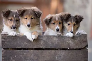 Shetland: 80201833 Dog - Shetland Sheepdog puppies Jean-Michel