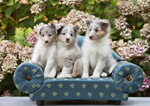 Shetland: 80201834 Dog - Shetland Sheepdog puppies Jean-Michel