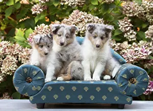 Shetland: 80201835 Dog - Shetland Sheepdog puppies Jean-Michel