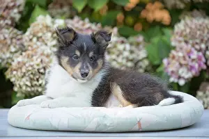 Shetland: 80201836 Dog - Shetland Sheepdog puppy Jean-Michel