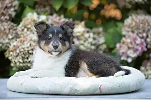 Shetland: 80201837 Dog - Shetland Sheepdog puppy Jean-Michel