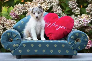 Shetland: 80201838 Dog - Shetland Sheepdog puppy Jean-Michel