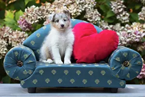 Shetland: 80201839 Dog - Shetland Sheepdog puppy Jean-Michel