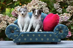 Shetland: 80201840 Dog - Shetland Sheepdog puppies Jean-Michel