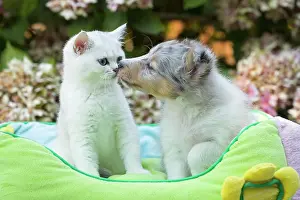 Shetland: 80201841 Dog and Cat - Shetland Sheepdog puppy with