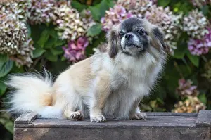 Tibetan: 80201843 Dog - Tibetan Spaniel Jean-Michel Labat