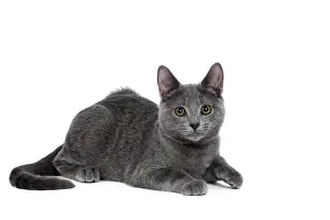 Chartreux: 80201844 Cat - Chartreux kitten Jean-Michel Labat