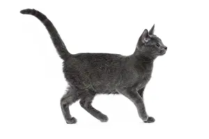 Chartreux: 80201845 Cat - Chartreux kitten Jean-Michel Labat