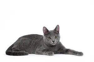 Chartreux: 80201846 Cat - Chartreux kitten Jean-Michel Labat
