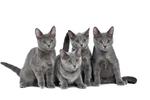 Chartreux: 80201848 Cat - Chartreux kittens Jean-Michel Labat