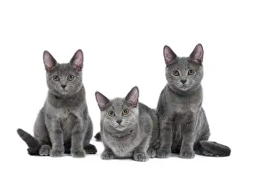 Chartreux: 80201849 Cat - Chartreux kittens Jean-Michel Labat