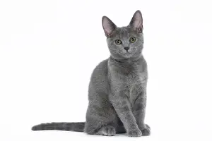 Chartreux: 80201850 Cat - Chartreux kitten Jean-Michel Labat
